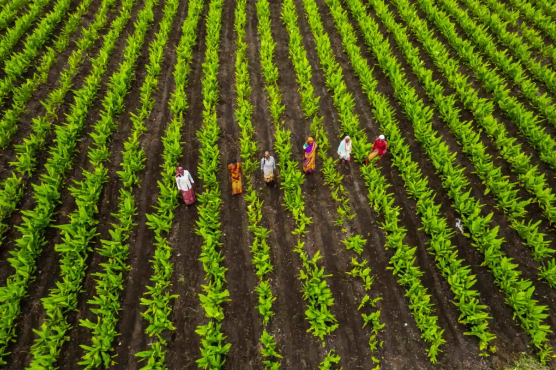 farmers on farm land