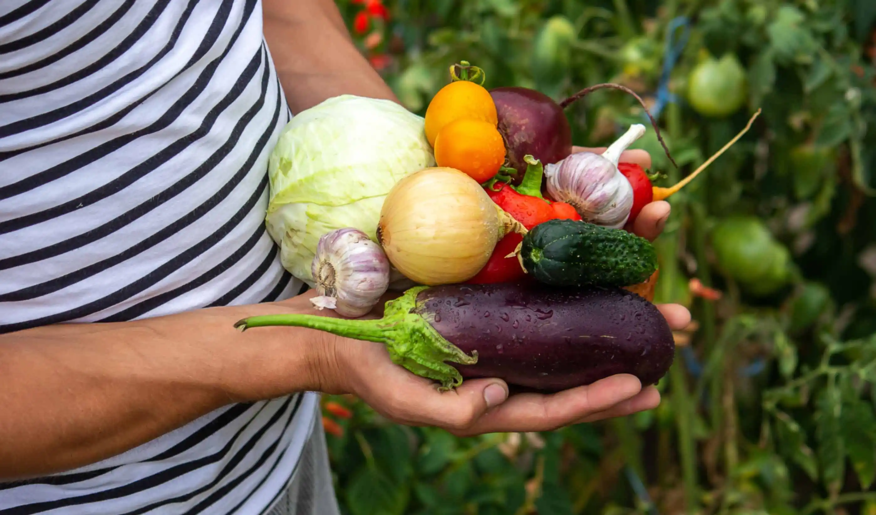 farmer holding vegetables