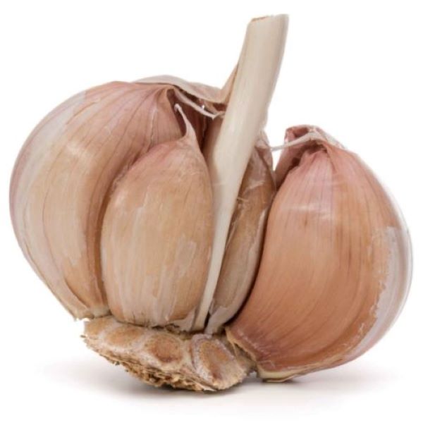 Garlic